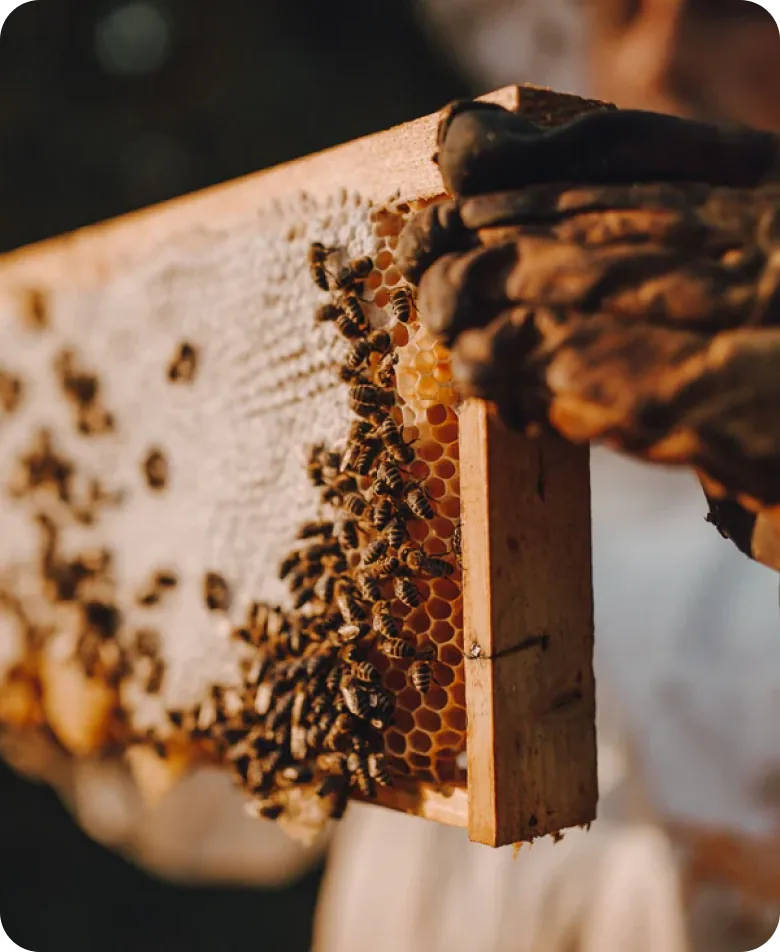 A honeycomb frame lifted from a beehive.